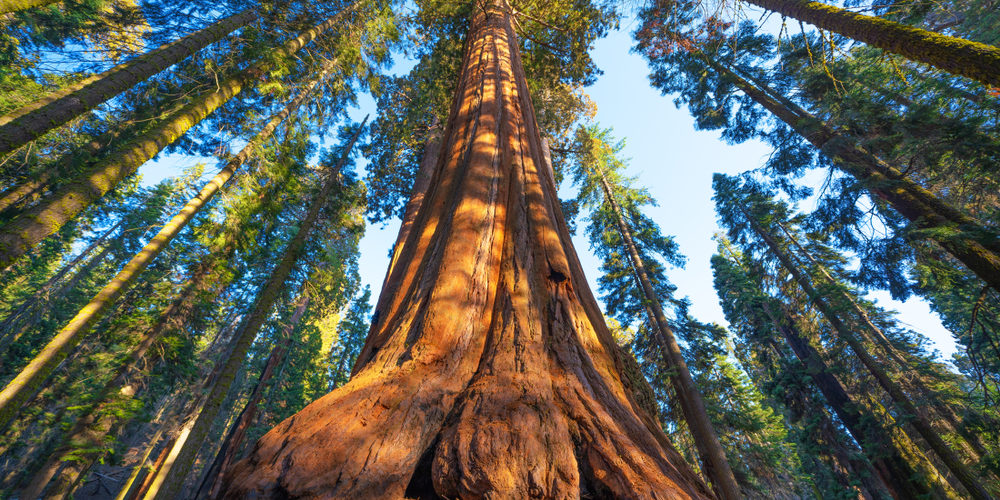 What Is The Most Famous Tree In The World?