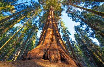What Is The Most Famous Tree In The World?