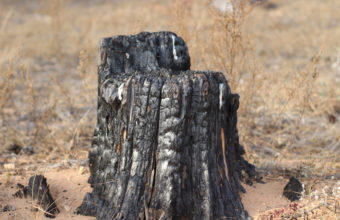 Can You Burn A Stump To Get Rid Of It?