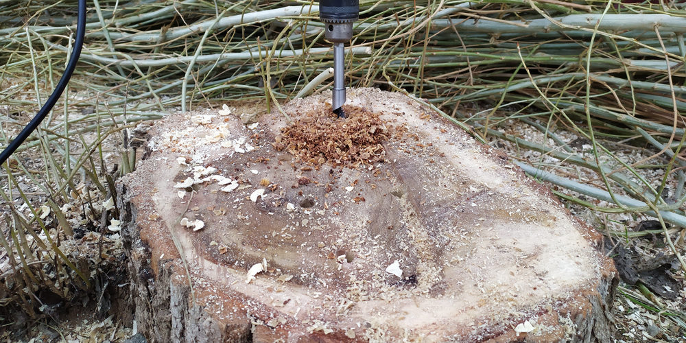 How Deep Do You Drill A Hole In A Tree Stump?