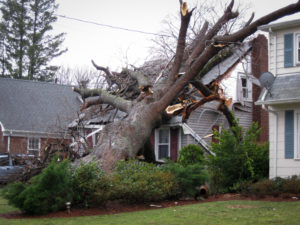 How Do You Know If A Tree Is Too Close To Your House