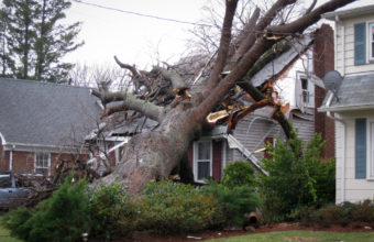 How Do You Know If A Tree Is Too Close To Your House?