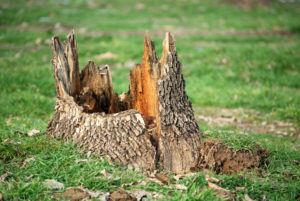How Long Does It Take For A Tree Stump To Rot
