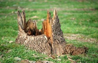 How Long Does It Take For A Tree Stump To Rot?