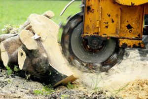 Is It Better To Grind A Stump Or Remove It