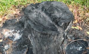 What Is The Cheapest Way To Get Rid Of A Tree Stump