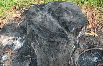 What Is The Cheapest Way To Get Rid Of A Tree Stump?