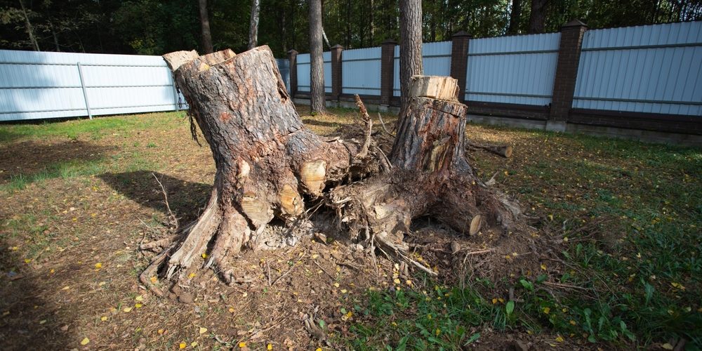 What Kills Tree Stumps Naturally?