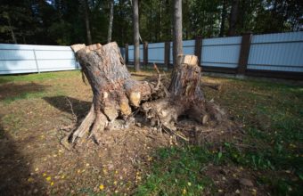What Kills Tree Stumps Naturally?