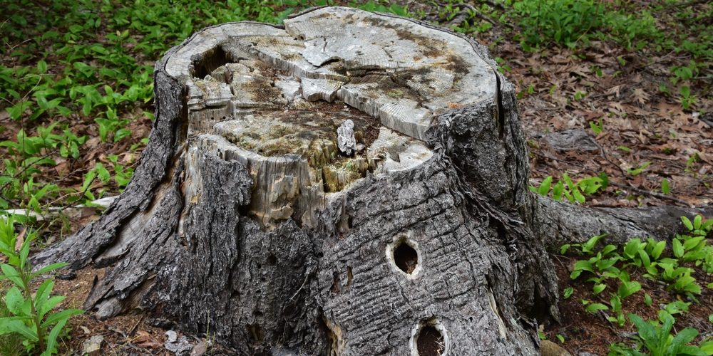 Will Drilling Holes In A Tree Stump Make It Rot Faster?