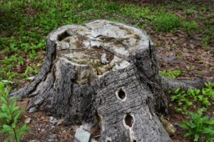 Will Drilling Holes In A Tree Stump Make It Rot Faster