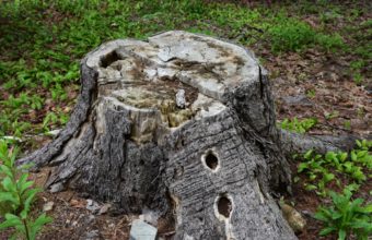 Will Drilling Holes In A Tree Stump Make It Rot Faster?