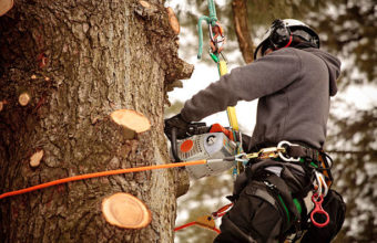Are Arborists Good For The Environment?