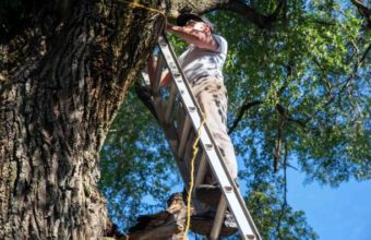 Do Arborists Use Ladders?