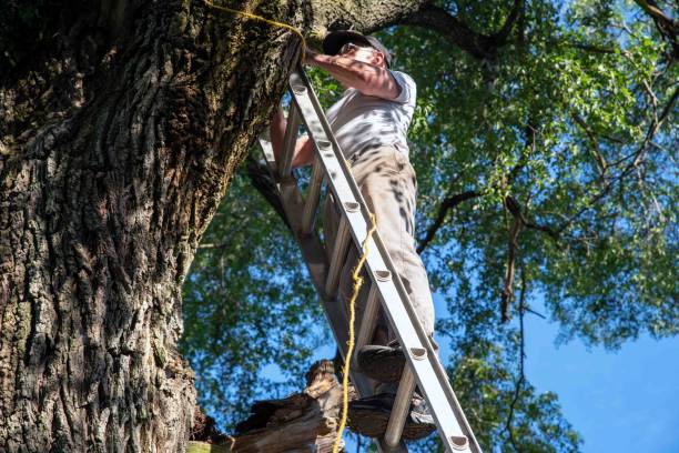 Do Arborists Use Ladders?