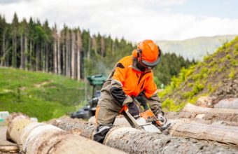 Do Arborists Work In The Forest?