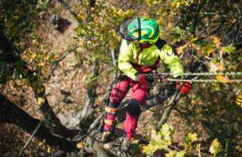 How Hard Is It To Be A Climbing Arborist?