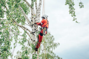 What Does Being An Arborist Mean