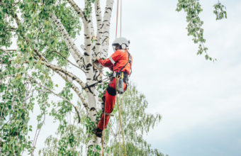 What Does Being An Arborist Mean?