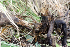 What Happens To Tree Roots After Stump Grinding