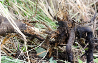 What Happens To Tree Roots After Stump Grinding?