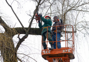 What Is A Level 8 Arborist