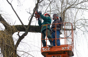 What Is A Level 8 Arborist?