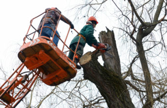 What Is A Master Arborist?