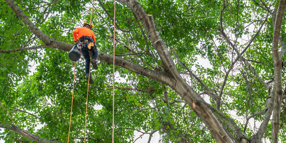 What Is Top Pay For A Tree Climber?