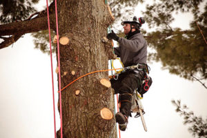 What Profession Climbs Trees