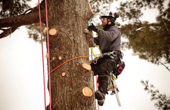 What Profession Climbs Trees?