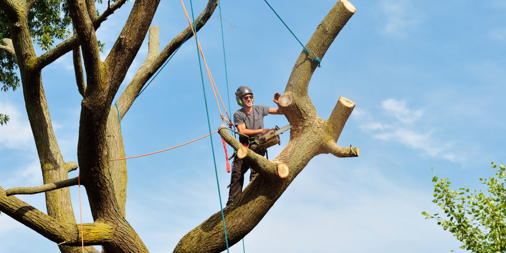 Where Do Tree Climbers Make The Most Money?
