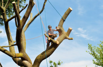 Where Do Tree Climbers Make The Most Money?