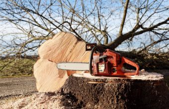 Can A 10 Inch Chainsaw Cut Down A Tree?