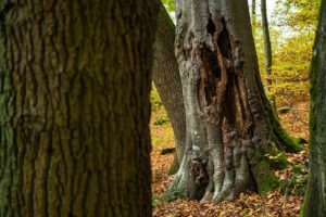 Do Arborists Diagnose Sick Trees