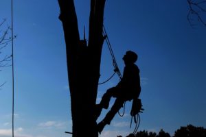 How Do You Cut Tree Limbs 30 Feet High