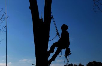 How Do You Cut Tree Limbs 30 Feet High?