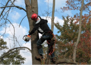How Physically Demanding Is Tree Climbing