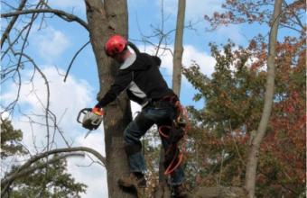 How Physically Demanding Is Tree Climbing?