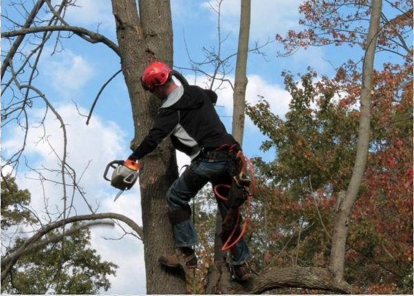 How Physically Demanding Is Tree Climbing?