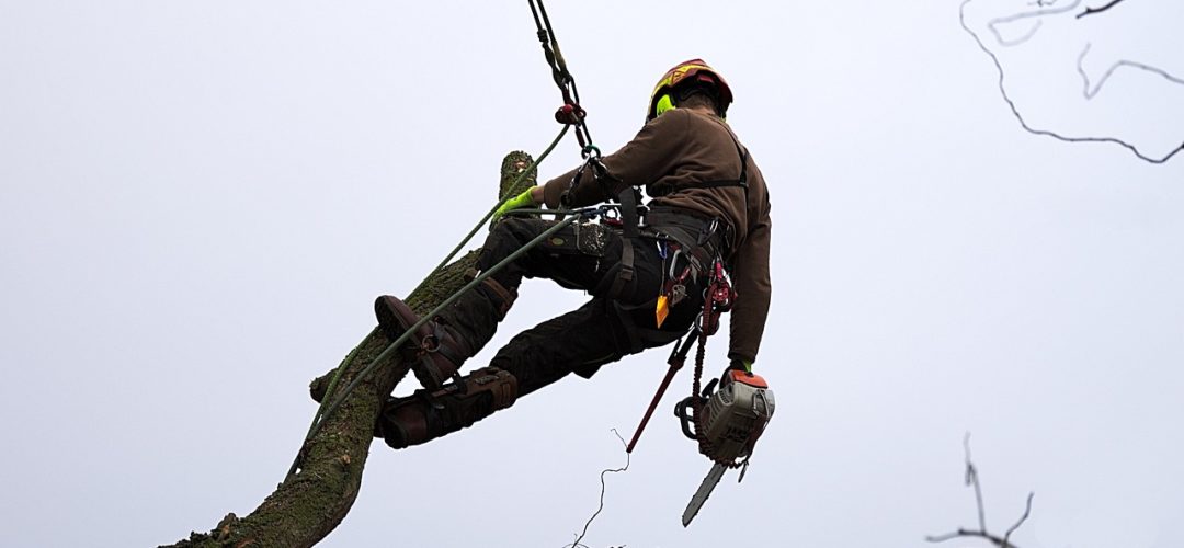 What Are The Best Climbing Techniques For Arborists?