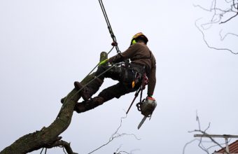 What Are The Best Climbing Techniques For Arborists?