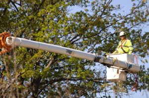 What Are The Pros And Cons Of Arborist
