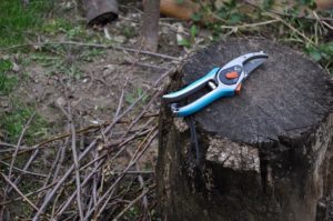 What Branches To Cut When Pruning