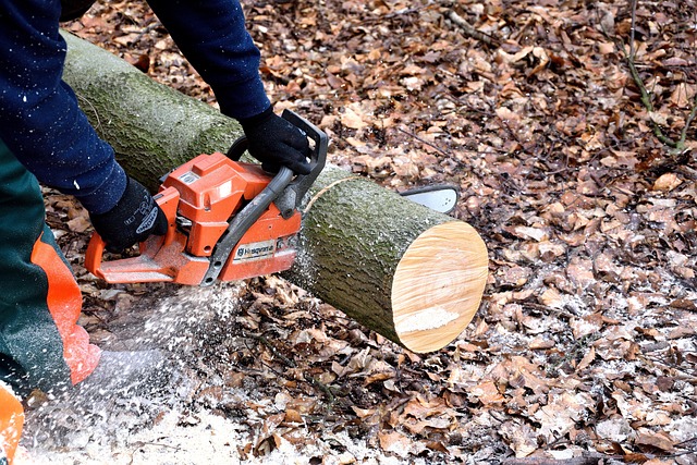 What Chainsaw Do Most Arborists Use?