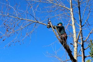 What Is A Forensic Arborist