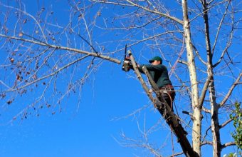 What Is A Forensic Arborist?