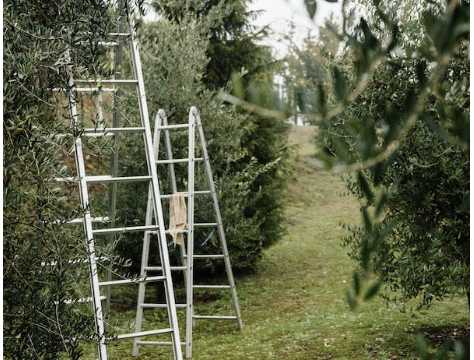 What Is The Best Ladder To Cut Trees?