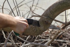 What Is The Best Thing To Cut Tree Branches With