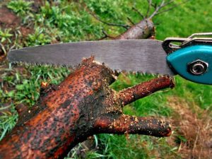 What Is The Best Tool When Cutting Large Trees And Limbs